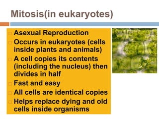 Mitosis(in eukaryotes)
 Asexual Reproduction
 Occurs in eukaryotes (cells
  inside plants and animals)
 A cell copies its contents
  (including the nucleus) then
  divides in half
 Fast and easy

 All cells are identical copies

 Helps replace dying and old
  cells inside organisms
 