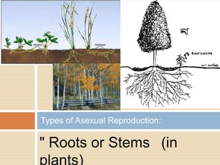 Types of Asexual Reproduction:

" Roots or Stems (in
plants)
 