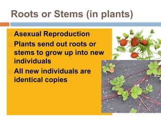 Roots or Stems (in plants)
 Asexual Reproduction
 Plants send out roots or
  stems to grow up into new
  individuals
 All new individuals are
  identical copies
 