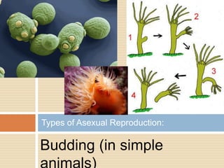 Types of Asexual Reproduction:

Budding (in simple
animals)
 