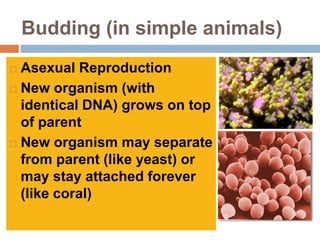 Budding (in simple animals)
 Asexual Reproduction
 New organism (with
  identical DNA) grows on top
  of parent
 New organism may separate
  from parent (like yeast) or
  may stay attached forever
  (like coral)
 