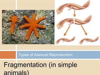 Types of Asexual Reproduction:

Fragmentation (in simple
animals)
 