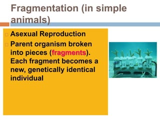 Fragmentation (in simple
    animals)
 Asexual Reproduction
 Parent organism broken
  into pieces (fragments).
  Each fragment becomes a
  new, genetically identical
  individual
 
