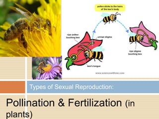 Types of Sexual Reproduction:

Pollination & Fertilization (in
plants)
 