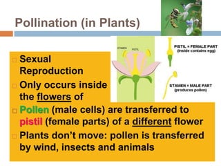 Pollination (in Plants)

 Sexual
  Reproduction
 Only occurs inside

  the flowers of
 plants (male cells) are transferred to
  Pollen
  pistil (female parts) of a different flower
 Plants don’t move: pollen is transferred

  by wind, insects and animals
 