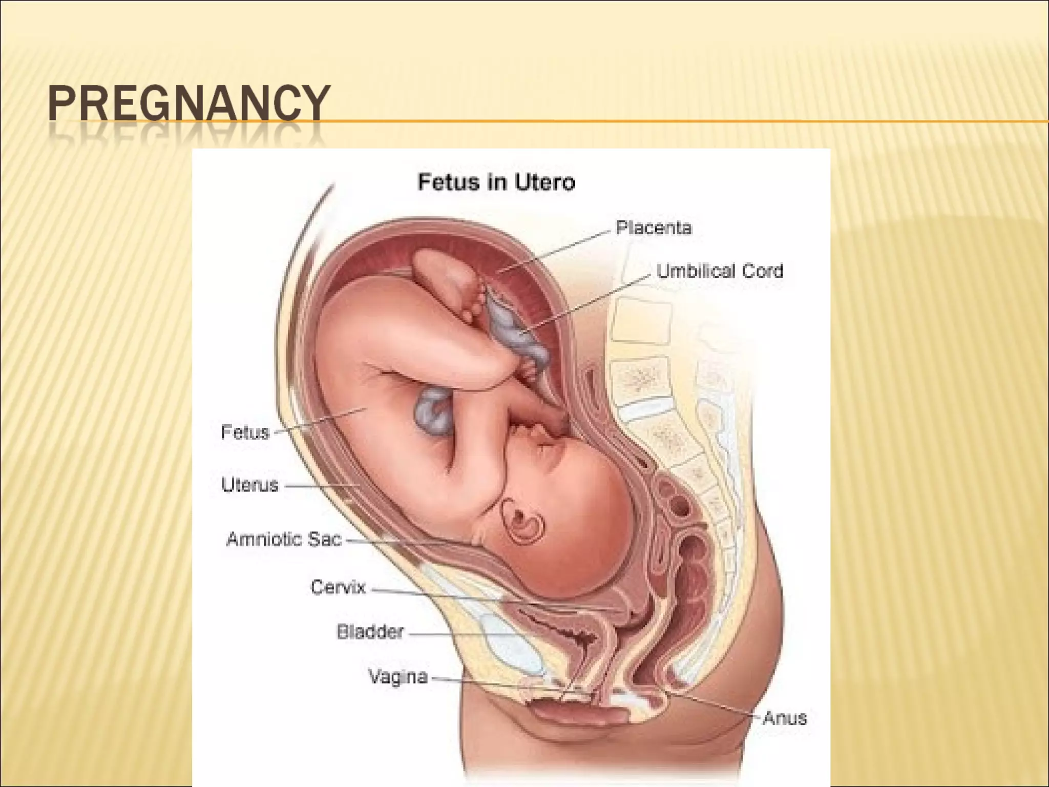 Grade 9 - Sexual Reproduction of Human