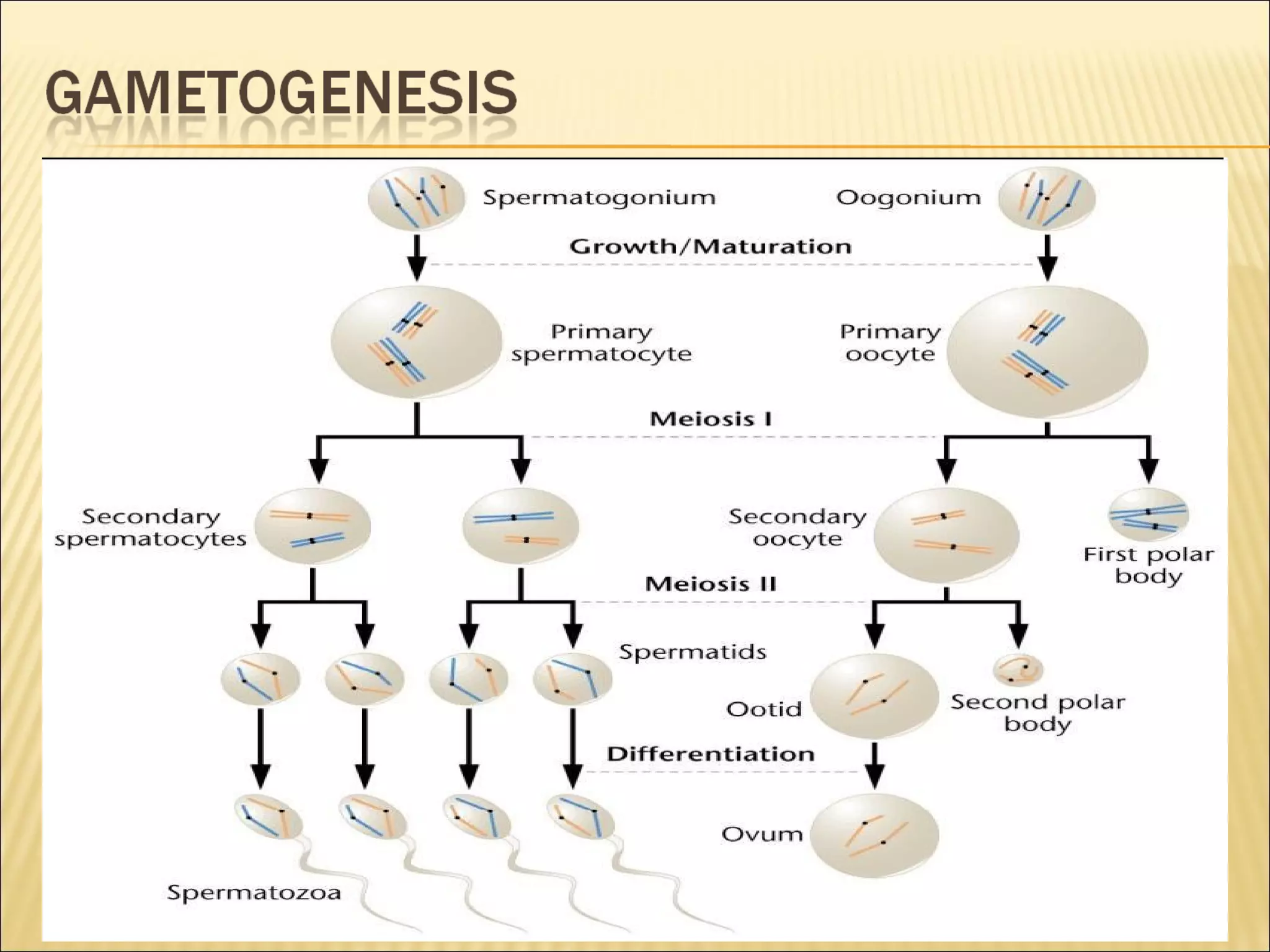 Grade 9 - Sexual Reproduction of Human