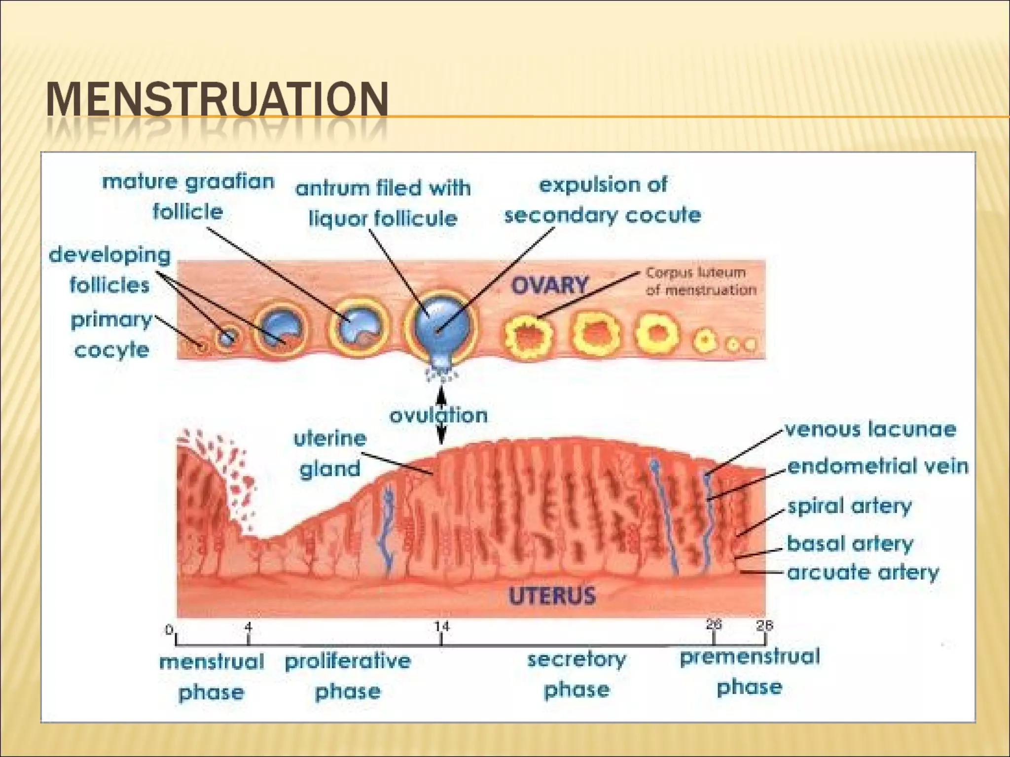 Grade 9 - Sexual Reproduction of Human