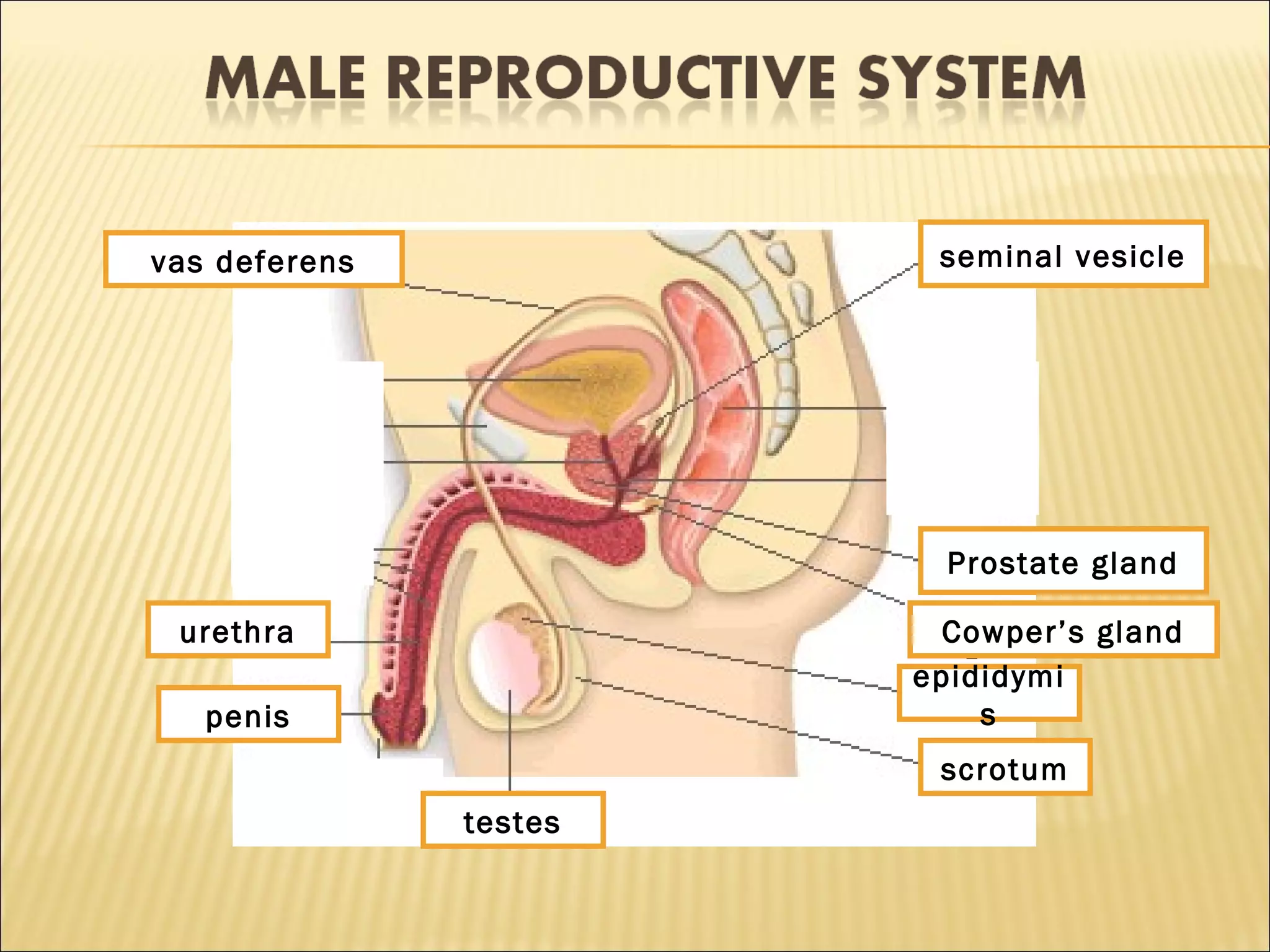 1
2
3 4
5
6
7
8
9
testes
scrotum
epididymi
s
Cowper’s gland
Prostate gland
seminal vesiclevas deferens
urethra
penis
 