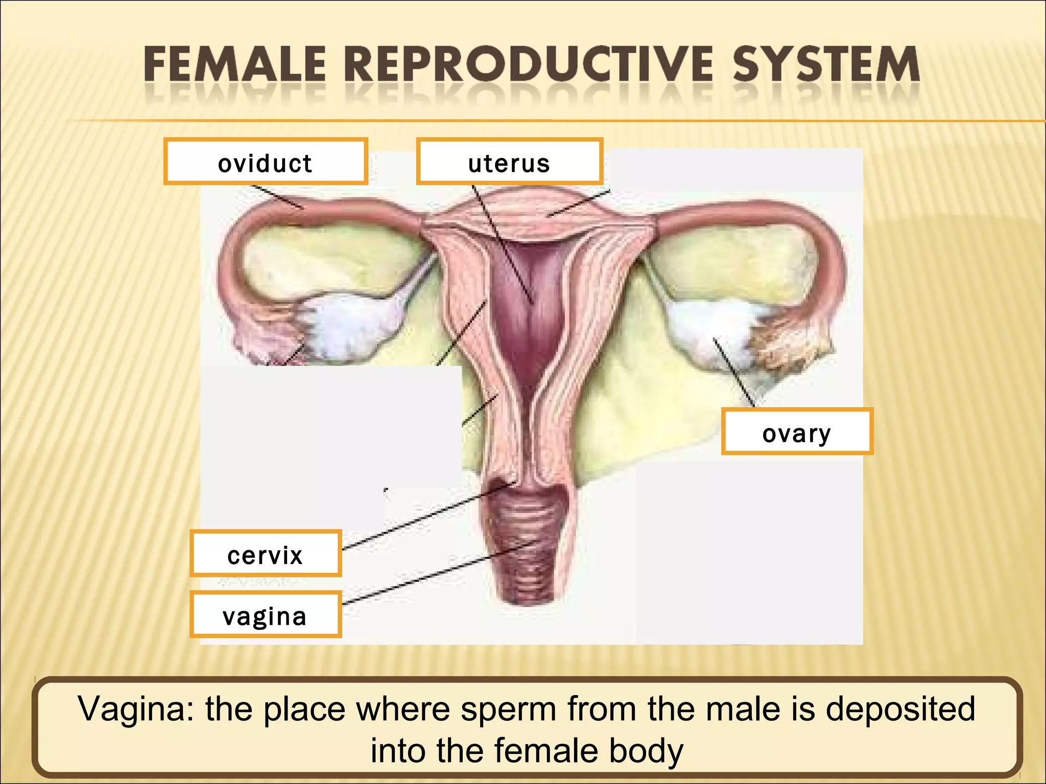 Ovary: produce ovum
1
2 3
4
5vagina
uterusoviduct
cervix
ovary
Oviduct (fallopian tube): carries ovum which released ovary to
uterus,as the place of fertilisation
Uterus (womb): implantation place of embryo then growth and
develops until childbirth
Cervix: lower and narrow portion of uterus tube then join with
the top end of vagina
Vagina: the place where sperm from the male is deposited
into the female body
 