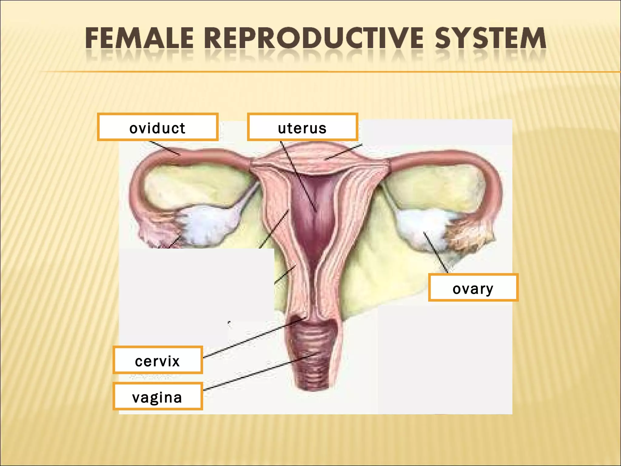 1
2 3
4
5vagina
uterusoviduct
cervix
ovary
 