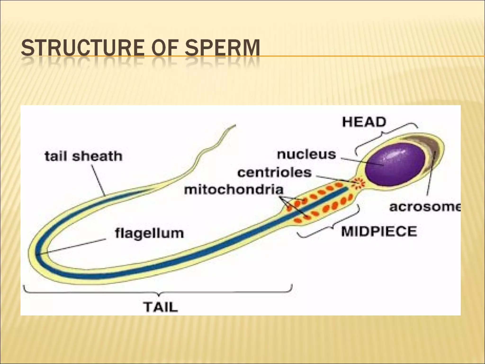Grade 9 - Sexual Reproduction of Human