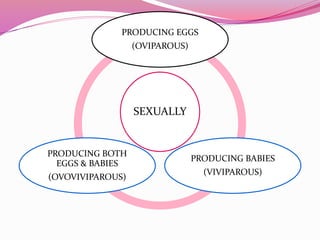 PRODUCING EGGS
(OVIPAROUS)

SEXUALLY

PRODUCING BOTH
EGGS & BABIES
(OVOVIVIPAROUS)

PRODUCING BABIES
(VIVIPAROUS)

 