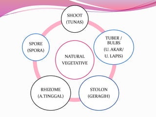 SHOOT
(TUNAS)

SPORE

TUBER /
BULBS

(SPORA)

(U. AKAR/
NATURAL

U. LAPIS)

VEGETATIVE

RHIZOME

STOLON

(A.TINGGAL)

(GERAGIH)

 