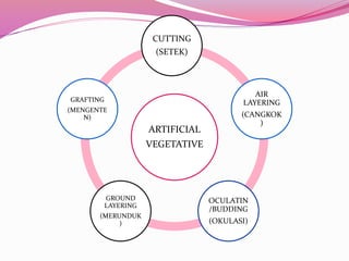 CUTTING

(SETEK)

AIR
LAYERING

GRAFTING
(MENGENTE
N)

ARTIFICIAL

(CANGKOK
)

VEGETATIVE

GROUND
LAYERING
(MERUNDUK
)

OCULATIN
/BUDDING
(OKULASI)

 