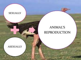 SEXUALLY

ANIMAL’S
REPRODUCTION

ASEXUALLY

 