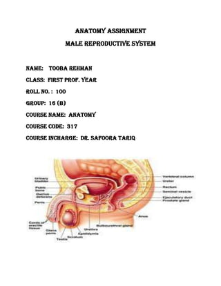 Anatomy ASSIGNMENT
MALE REPRODUCTIVE SYSTEM

NAME: TOOBA REHMAN
CLASS: FIRST PROF. YEAR
ROLL NO. : 100
Group: 16 (B)
COURSE NAME: ANATOMY
COURSE CODE: 317
COURSE INCHARGE: dr. safoora tariq

 