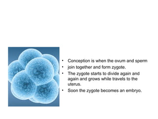 • Conception is when the ovum and sperm
• join together and form zygote.
• The zygote starts to divide again and
again and grows while travels to the
uterus.
• Soon the zygote becomes an embryo.
 