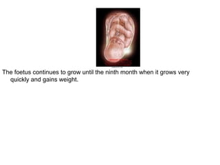 The foetus continues to grow until the ninth month when it grows very
quickly and gains weight.