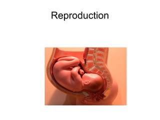 Reproduction
 