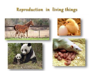 Reproduction in living things
 