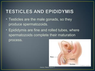 • Testicles are the male gonads, so they
produce spermatozoids.
• Epididymis are fine and rolled tubes, where
spermatozoids complete their maturation
process.
Autora: Marta García T.
 