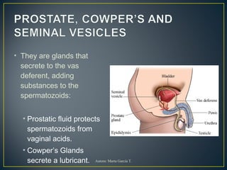 • They are glands that
secrete to the vas
deferent, adding
substances to the
spermatozoids:
• Prostatic fluid protects
spermatozoids from
vaginal acids.
• Cowper’s Glands
secrete a lubricant. Autora: Marta García T.
 