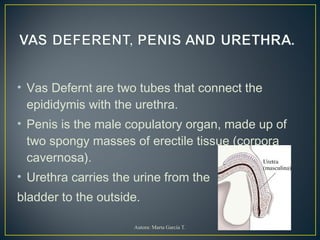 • Vas Defernt are two tubes that connect the
epididymis with the urethra.
• Penis is the male copulatory organ, made up of
two spongy masses of erectile tissue (corpora
cavernosa).
• Urethra carries the urine from the
bladder to the outside.
Autora: Marta García T.
 