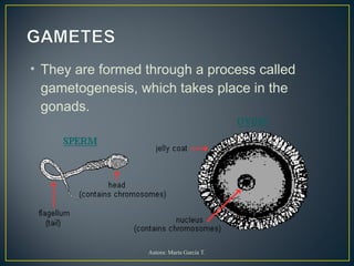 • They are formed through a process called
gametogenesis, which takes place in the
gonads.
Autora: Marta García T.
 