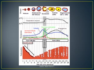 Autora: Marta García T.
 