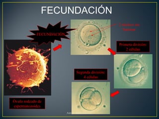 FECUNDACIÓN
Primera división:
2 células
Segunda división:
4 células
2 núcleos sin
fusionar
Óvulo rodeado de
espermatozoides
FECUNDACIÓN
Autora: Marta García T.
 