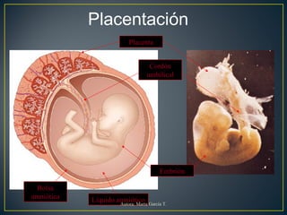 Placentación
Bolsa
amniótica
Embrión
Líquido amniótico
Cordón
umbilical
Placenta
Autora: Marta García T.
 