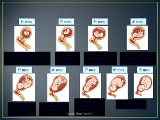 1er
mes 3er
mes2º mes 4º mes
5º mes 6º mes 7º mes 8º mes 9º mes
El feto completa su
desarrollo.
Ya posee los
órganos necesarios
para vivir fuera del
útero materno.
Los bronquios y
pulmones casi han
madurado.
Termina la
maduración del
sistema nervioso.
Aparato circulatorio
terminado. El esqueleto
empieza a organizarse.
El feto puede realizar
movimientos. Se
reconoce su sexo.
Comienza la
formación del
cerebro.
Su sistema nervioso comienza a
formarse. El corazón comienza
a tomar forma y a latir.
Autora: Marta García T.
 