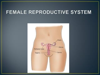Autora: Marta García T.
 