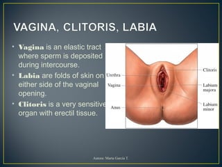 • Vagina is an elastic tract
where sperm is deposited
during intercourse.
• Labia are folds of skin on
either side of the vaginal
opening.
• Clitoris is a very sensitive
organ with erectil tissue.
Autora: Marta García T.
 