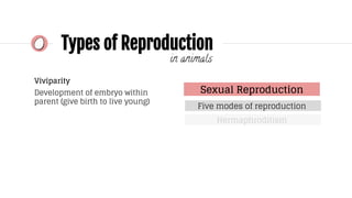 in animals
Sexual Reproduction
Five modes of reproduction
Hermaphroditism
Viviparity
Development of embryo within
parent (give birth to live young)
Types of Reproduction
 