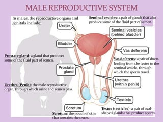 Testes (testicles): a pair of oval-
shaped glands that produce sperm.Scrotum: the pouch of skin
that contains the testes.
Urethra (Penis): the male reproductive
organ, through which urine and semen pass.
Prostate gland: a gland that produces
some of the fluid part of semen.
Seminal vesicles: a pair of glands that also
produce some of the fluid part of semen.
Vas deferens: a pair of ducts
leading from the testes to the
seminal vesicle, through
which the sperm travel.
In males, the reproductive organs and
genitals include:
 