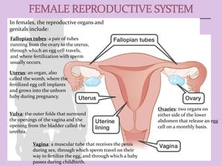 In females, the reproductive organs and
genitals include:
Ovaries: two organs on
either side of the lower
abdomen that release an egg
cell on a monthly basis.
Vagina: a muscular tube that receives the penis
during sex, through which sperm travel on their
way to fertilize the egg, and through which a baby
passes during childbirth.
Fallopian tubes: a pair of tubes
running from the ovary to the uterus,
through which an egg cell travels,
and where fertilization with sperm
usually occurs.
Uterus: an organ, also
called the womb, where the
fertilized egg cell implants
and grows into the unborn
baby during pregnancy.
Vulva: the outer folds that surround
the openings of the vagina and the
opening from the bladder called the
urethra.
 