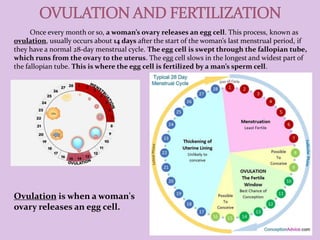 Once every month or so, a woman’s ovary releases an egg cell. This process, known as
ovulation, usually occurs about 14 days after the start of the woman’s last menstrual period, if
they have a normal 28-day menstrual cycle. The egg cell is swept through the fallopian tube,
which runs from the ovary to the uterus. The egg cell slows in the longest and widest part of
the fallopian tube. This is where the egg cell is fertilized by a man’s sperm cell.
Ovulation is when a woman's
ovary releases an egg cell.
 