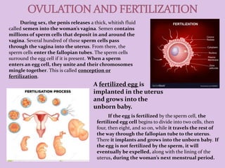During sex, the penis releases a thick, whitish fluid
called semen into the woman’s vagina. Semen contains
millions of sperm cells that deposit in and around the
vagina. Several hundred of these sperm cells pass
through the vagina into the uterus. From there, the
sperm cells enter the fallopian tubes. The sperm cells
surround the egg cell if it is present. When a sperm
enters an egg cell, they unite and their chromosomes
mingle together. This is called conception or
fertilization.
If the egg is fertilized by the sperm cell, the
fertilized egg cell begins to divide into two cells, then
four, then eight, and so on, while it travels the rest of
the way through the fallopian tube to the uterus.
There it implants and grows into the unborn baby. If
the egg is not fertilized by the sperm, it will
eventually be expelled, along with the lining of the
uterus, during the woman’s next menstrual period.
A fertilized egg is
implanted in the uterus
and grows into the
unborn baby.
 