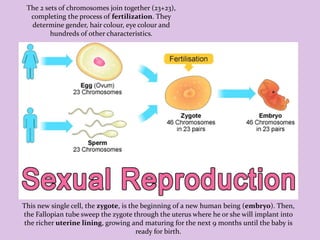 The 2 sets of chromosomes join together (23+23),
completing the process of fertilization. They
determine gender, hair colour, eye colour and
hundreds of other characteristics.
This new single cell, the zygote, is the beginning of a new human being (embryo). Then,
the Fallopian tube sweep the zygote through the uterus where he or she will implant into
the richer uterine lining, growing and maturing for the next 9 months until the baby is
ready for birth.
 
