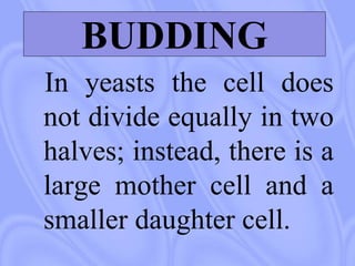 BUDDING
In yeasts the cell does
not divide equally in two
halves; instead, there is a
large mother cell and a
smaller daughter cell.
 