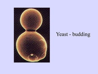 Yeast - budding
 