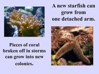 Pieces of coral
broken off in storms
can grow into new
colonies.
A new starfish can
grow from
one detached arm.
 
