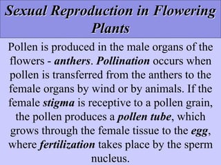 Pollen is produced in the male organs of the
flowers - anthers. Pollination occurs when
pollen is transferred from the anthers to the
female organs by wind or by animals. If the
female stigma is receptive to a pollen grain,
the pollen produces a pollen tube, which
grows through the female tissue to the egg,
where fertilization takes place by the sperm
nucleus.
Sexual Reproduction in Flowering
Plants
 