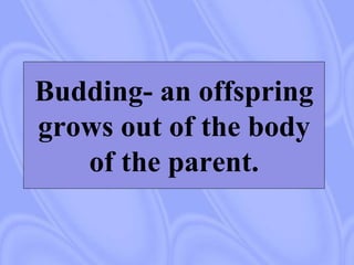 Budding- an offspring
grows out of the body
of the parent.
 