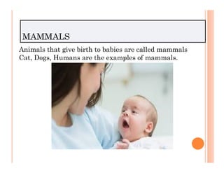 MAMMALS
Animals that give birth to babies are called mammals
Cat, Dogs, Humans are the examples of mammals.
 