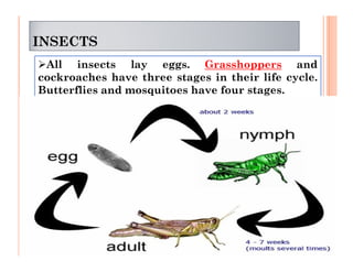 INSECTS
All insects lay eggs. Grasshoppers and
cockroaches have three stages in their life cycle.
Butterflies and mosquitoes have four stages.
 