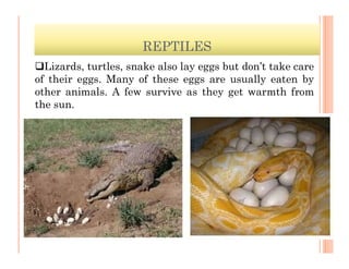 REPTILES
Lizards, turtles, snake also lay eggs but don’t take care
of their eggs. Many of these eggs are usually eaten by
other animals. A few survive as they get warmth from
the sun.
 
