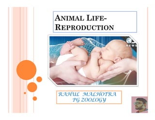 ANIMAL LIFE-
REPRODUCTION
RAHUL MALHOTRA
PG ZOOLOGY
 